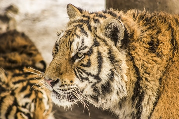 Closeup of a Siberian tiger in Harbin China