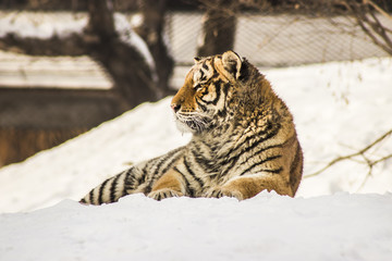 Obraz premium Wild tiger lying in snow in Harbin China