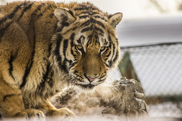 Closeup of a Siberian tiger in Harbin China