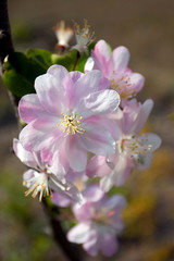 Sakura flower in spring