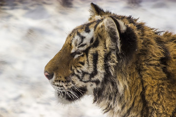 Closeup of a Siberian tiger in Harbin China