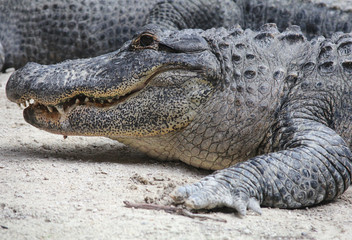 Obraz premium American Alligator at The Everglades National Park, Florida