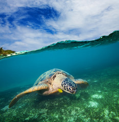 Obraz premium Turtle swimming on the sea bottom