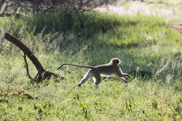 Singe courant dans la savane du Pilanesberg en Afrique du Sud