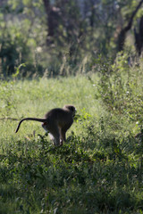 Singe courant dans la savane du Pilanesberg en Afrique du Sud