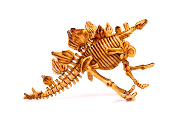 dinosaur skeleton  on white background