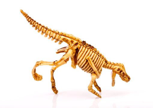 dinosaur skeleton  on white background