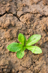 New seedling in the ground