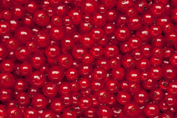 redcurrant background