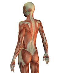 Anatomie Frau Oberkörper von hinten