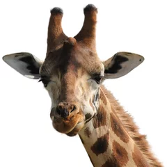 Badezimmer Foto Rückwand Giraffe isoliert © svandeweert