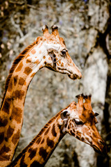 Girafes au Parc de la Tête d'Or à Lyon en France