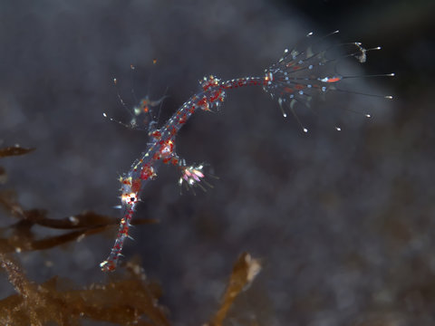 Harlequin Ghost Pipefish