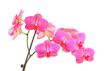 Naklejka na ściany i meble Pink orchid kwiat, samodzielnie na białym tle