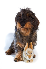 Dackel mit Stoffhase