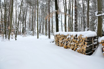 Ścięte drzewo przysypane śniegiem