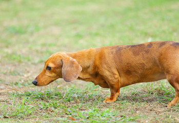 dachshund dog