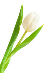 white tulip