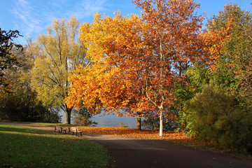 Naklejka premium Couleurs d'automne