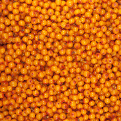 sea-buckthorn