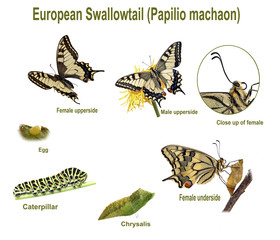 Fototapeta premium Swallowtail life cycle