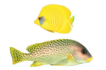 Tropical Fish isolated on white:  Butterflyfish and Sweetlips