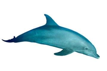Foto auf Acrylglas Delfine Große Tümmler isoliert auf weißem Hintergrund