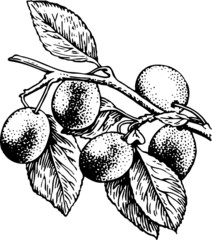 Branch of plum tree