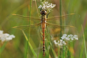 Anax ephippiger