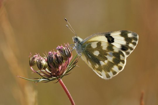 Pontia daplidice
