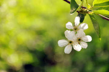 cherry blossoms on a branch