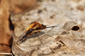 Bombylius major