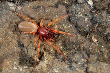 Dydera crocata