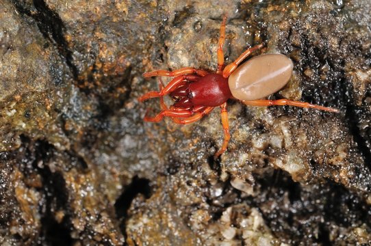 Dysdera crocata