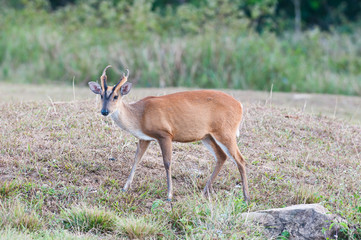barking deer in a field of grass