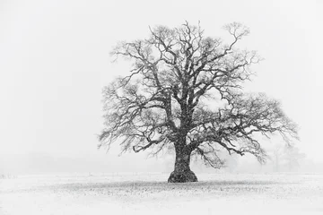 Crédence de cuisine en verre imprimé Hiver Snowy Tree Scene Black & White