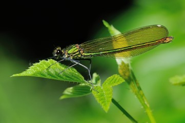 Calopteryx splendes