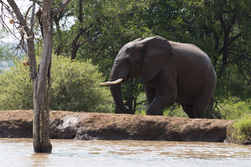 Eléphant d'Afrique 