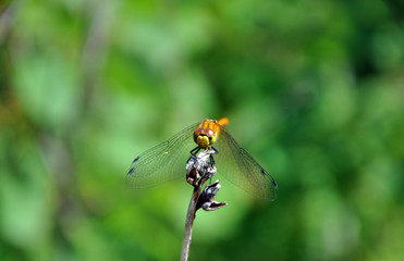 dragonfly on a green background