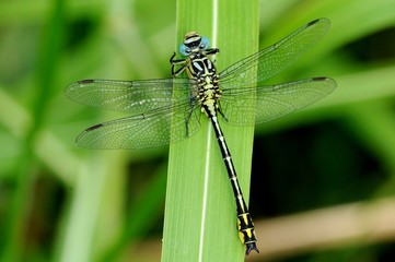 Gomphus flavipes