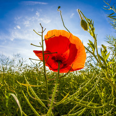 poppy flower in meadow