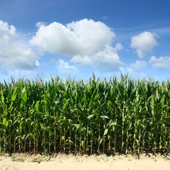 Fototapeta premium Cornfield