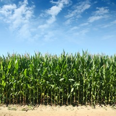 Fototapeta premium Cornfield
