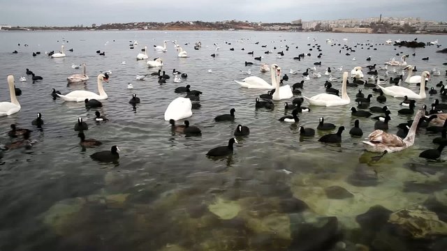 Sea birds floating in sea waters in winter