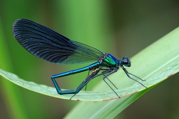 Calopteryx splendes