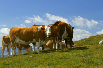 Fototapeta na wymiar Grupa krów wypasanych na łące górskiej