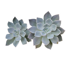 Crassulaceae isolate over white background