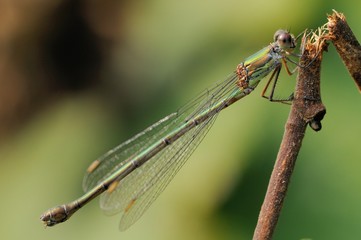 Lestes viridis