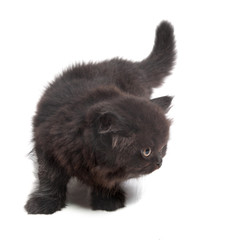 black british kittens