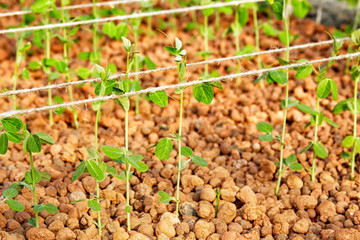 greenhouse